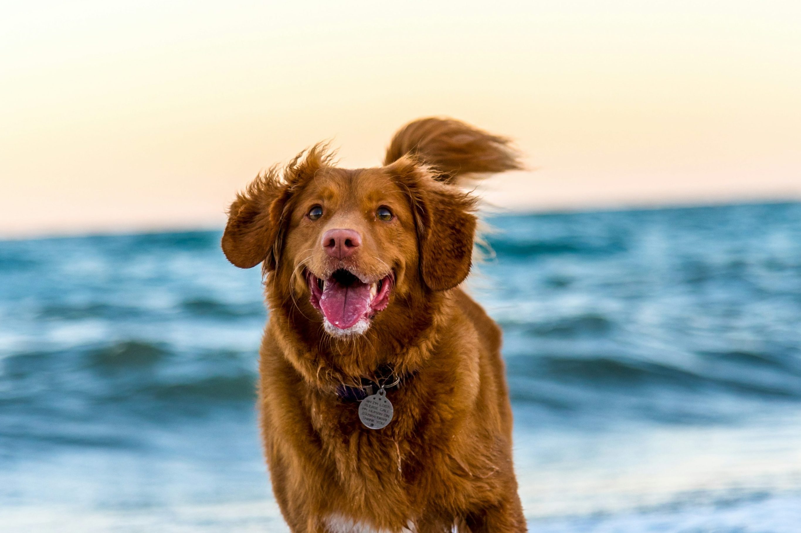In home pet care