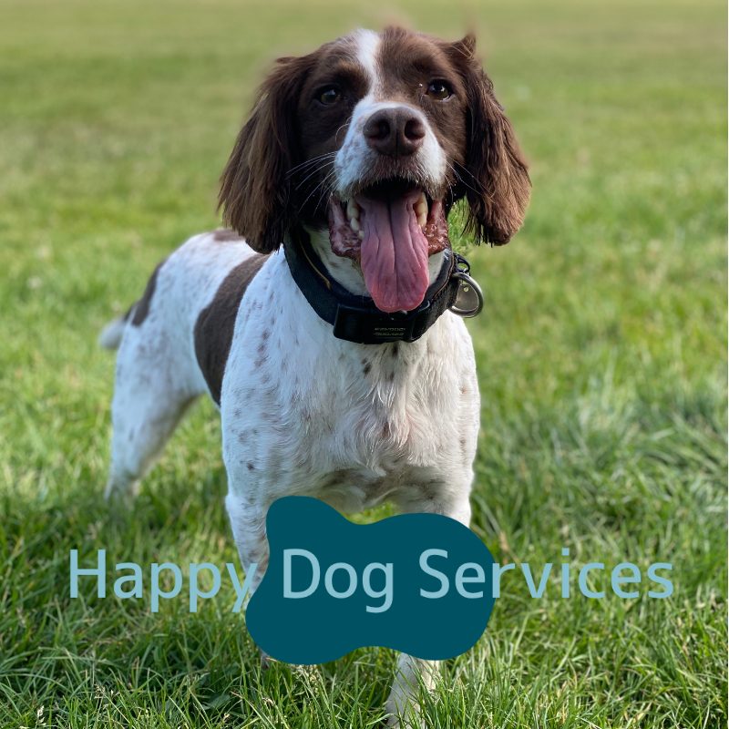 Happy Dog Walk